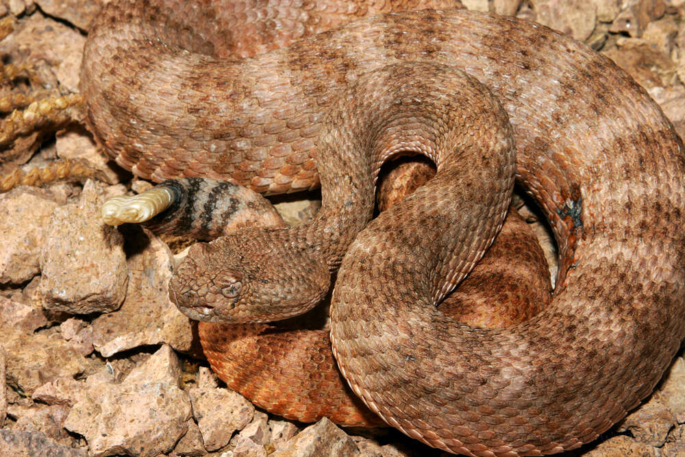 Image of Crotalus pyrrhus (Cope 1867)