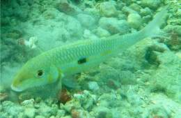 Image of Yellowstripe goatfish