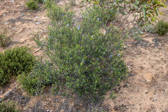 Image de Halgania andromedifolia Behr & F. Müll. ex F. Müll.