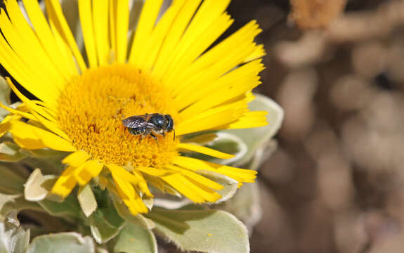 Image of Osmia submicans Morawitz 1870