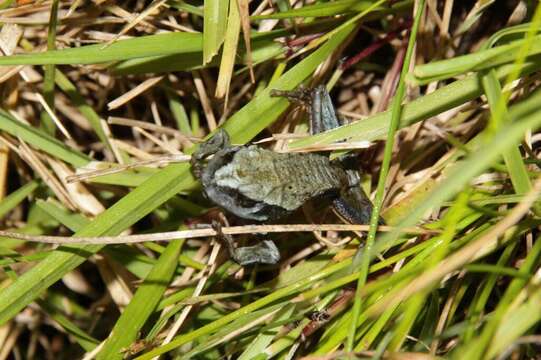 صورة Gastrotheca riobambae (Fowler 1913)