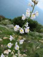 Image de Linaria microsepala A. Kerner