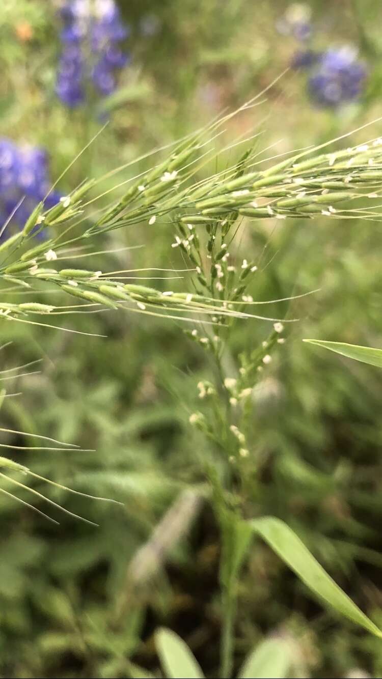 Image of Ozark grass