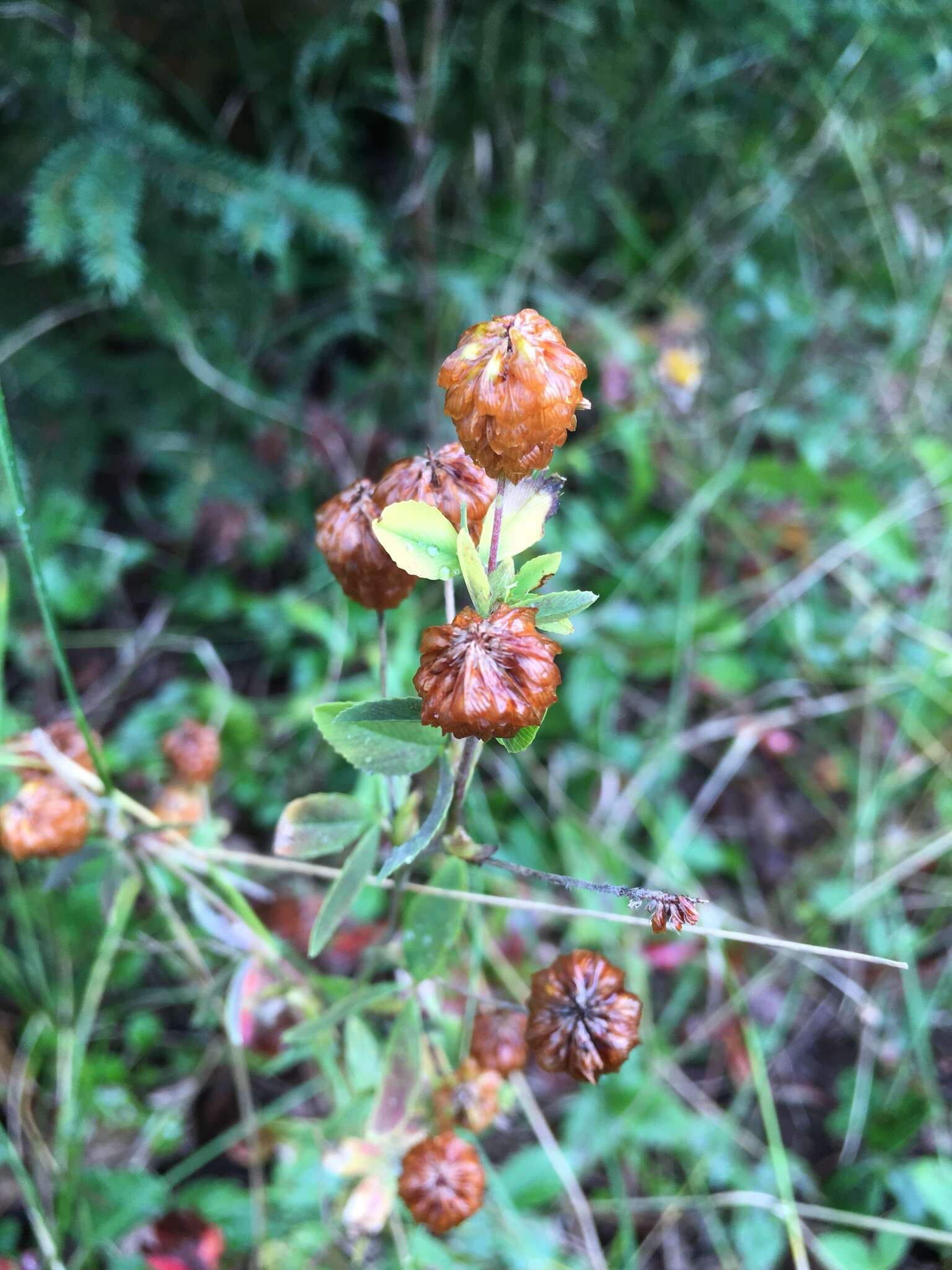 Image of golden clover