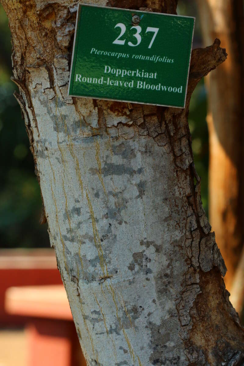 صورة Pterocarpus rotundifolius (Sond.) Druce