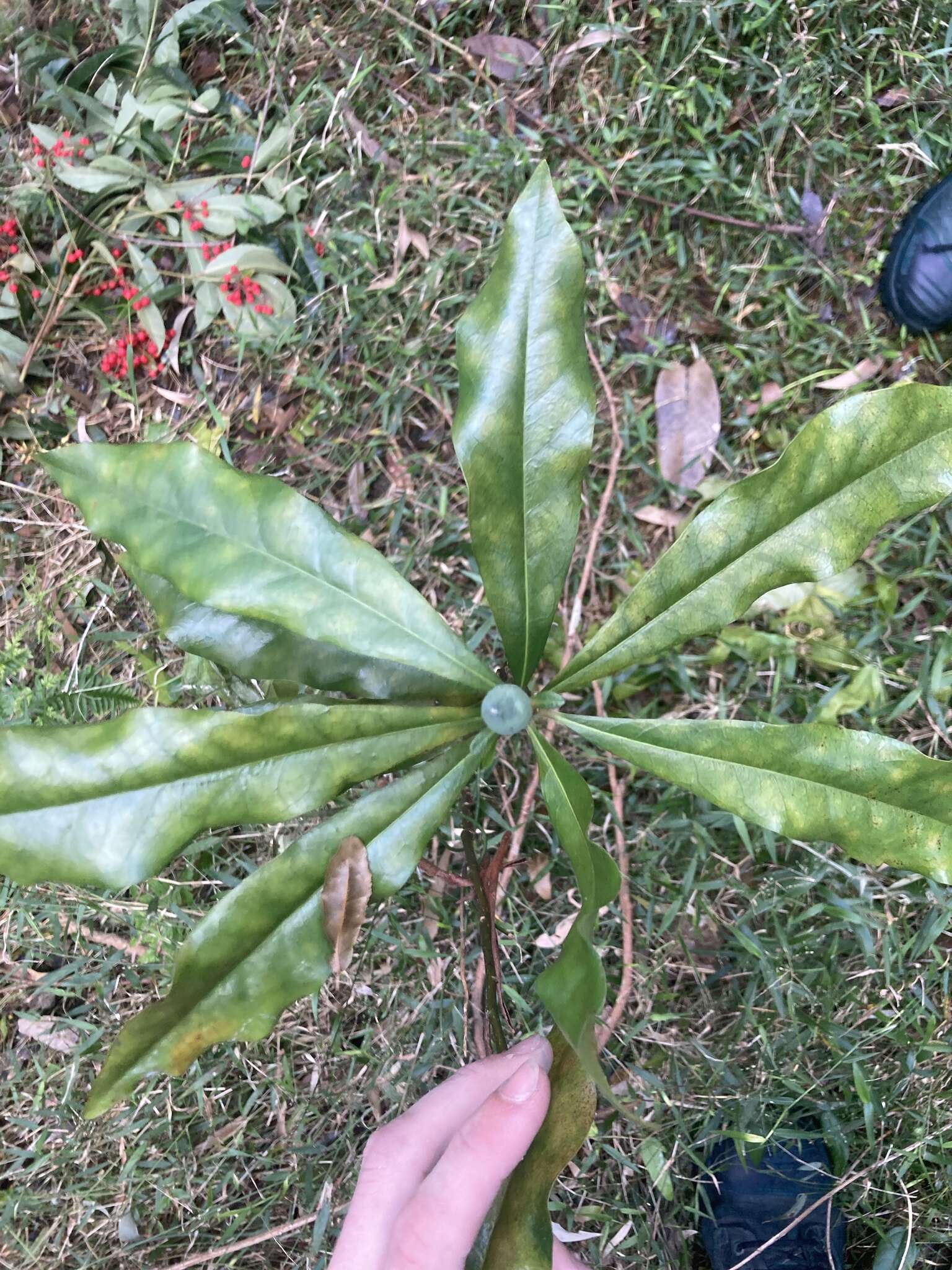 Image of Eupomatia bennettii F. Müll.