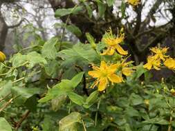 Image of Large-leaved Saint John's Wort