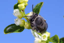 Image of Colletes cyanescens (Haliday 1836)
