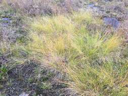 Image of prairie dropseed