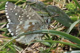 Image of Dusky Grizzled Skipper