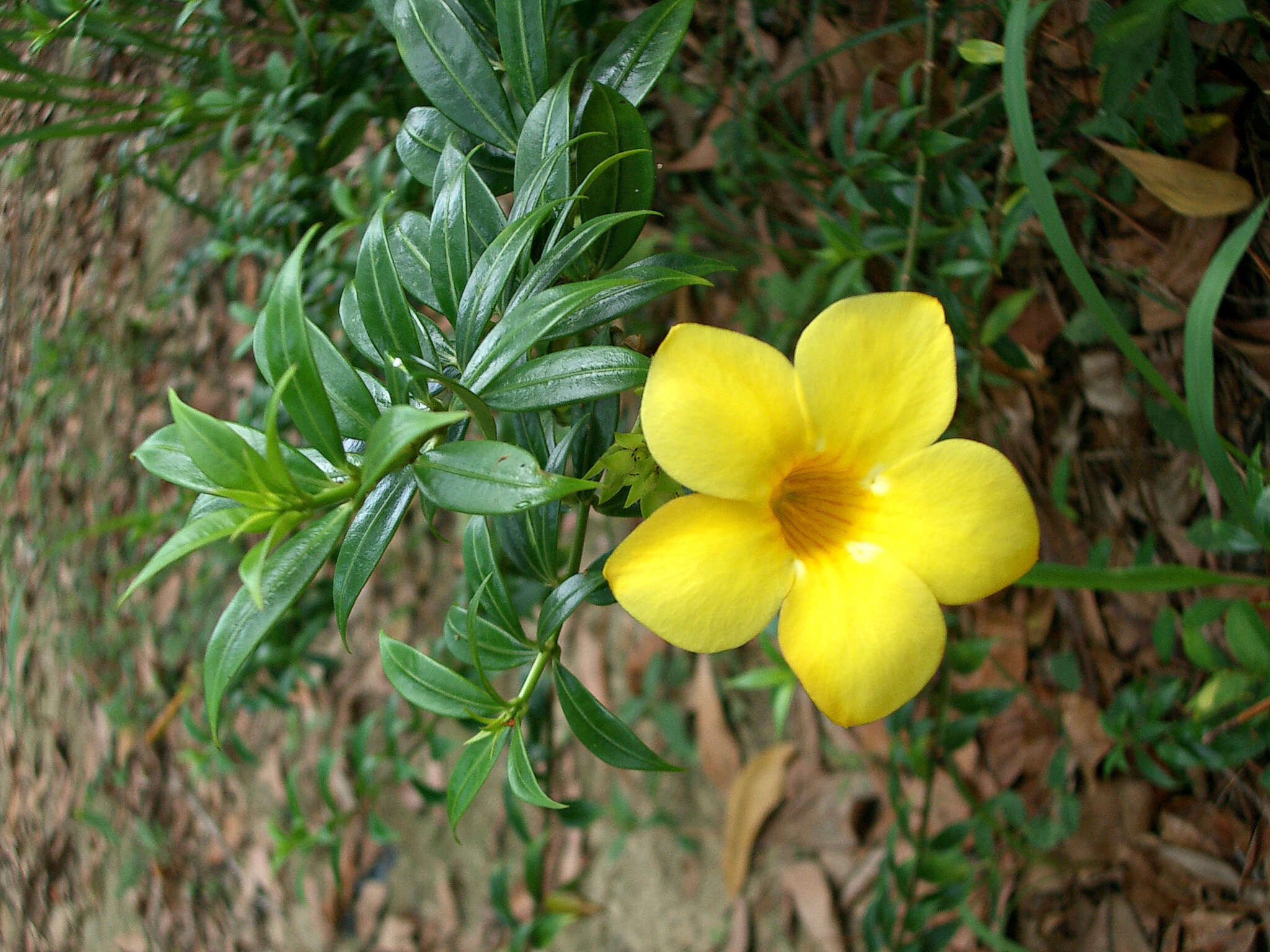 Image of golden trumpet