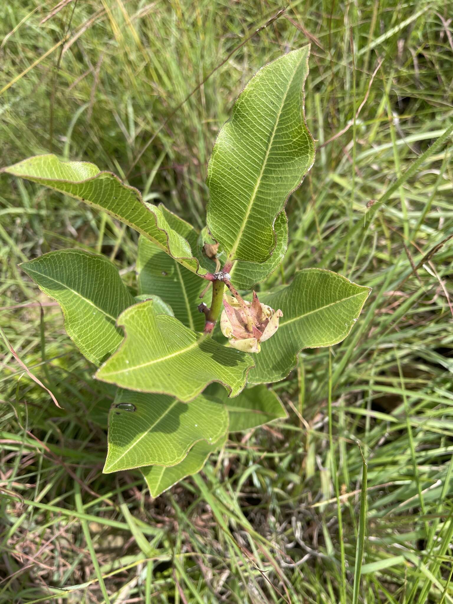 Sivun Pachycarpus asperifolius (Meissn.) Meissn. kuva