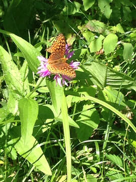 Image of Atlantis Fritillary