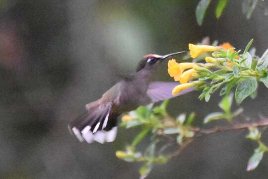 Anthocephala berlepschi Salvin 1893 resmi