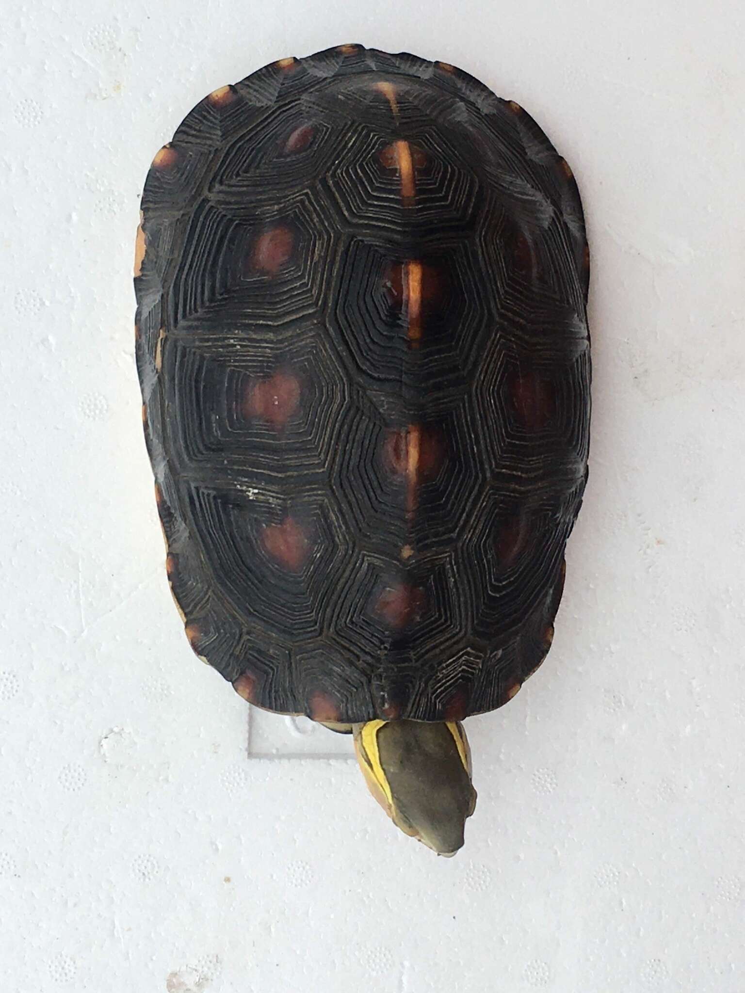 Image of Yellow-margined Box Turtle