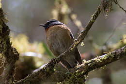 Image of Collared Bush Robin