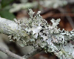 Image of parmotrema lichen