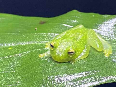 Image of Plantation Glass Frog