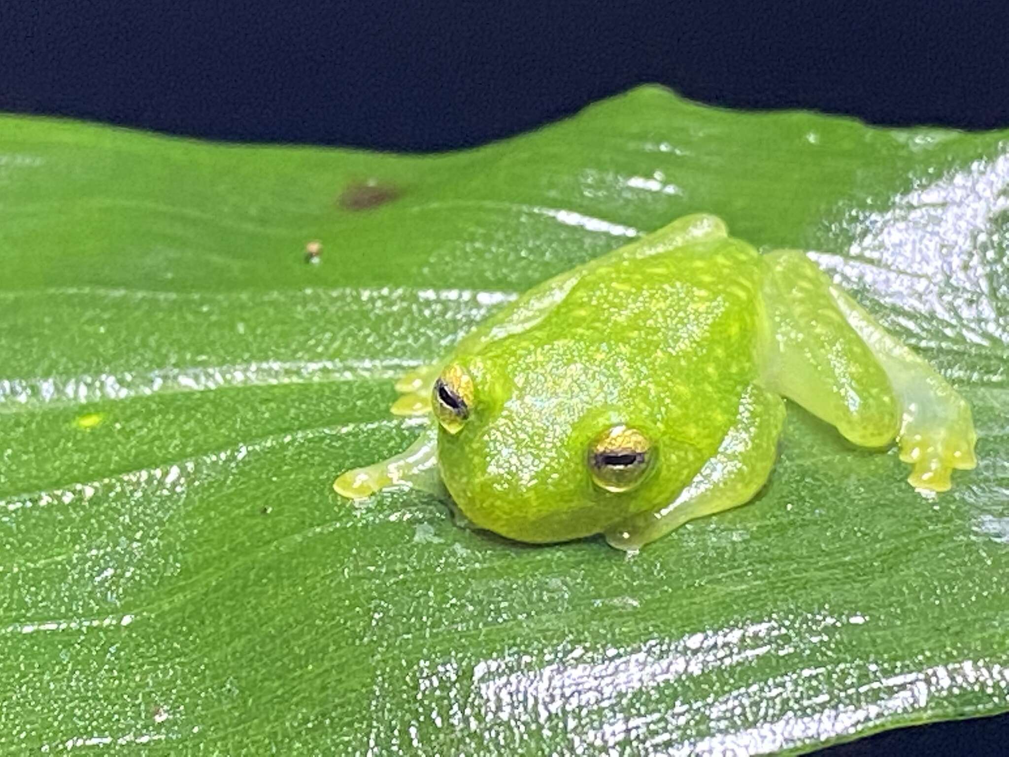 Image of Plantation Glass Frog