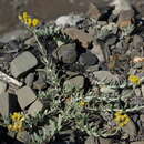 Image of <i>Cladochaeta candidissima</i>