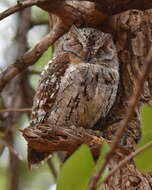 Image of Otus senegalensis senegalensis (Swainson 1837)