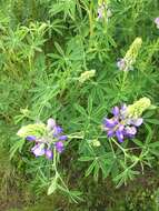 Image of Riverbank Lupine