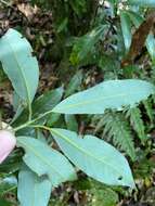 Image of Machilus japonica Sieb. & Zucc.