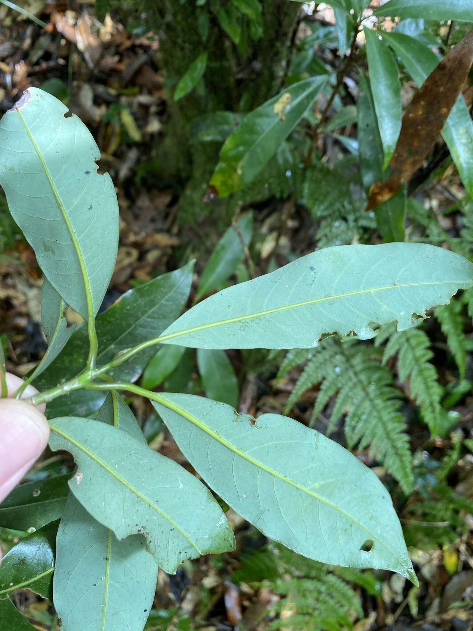 Plancia ëd Machilus japonica Sieb. & Zucc.