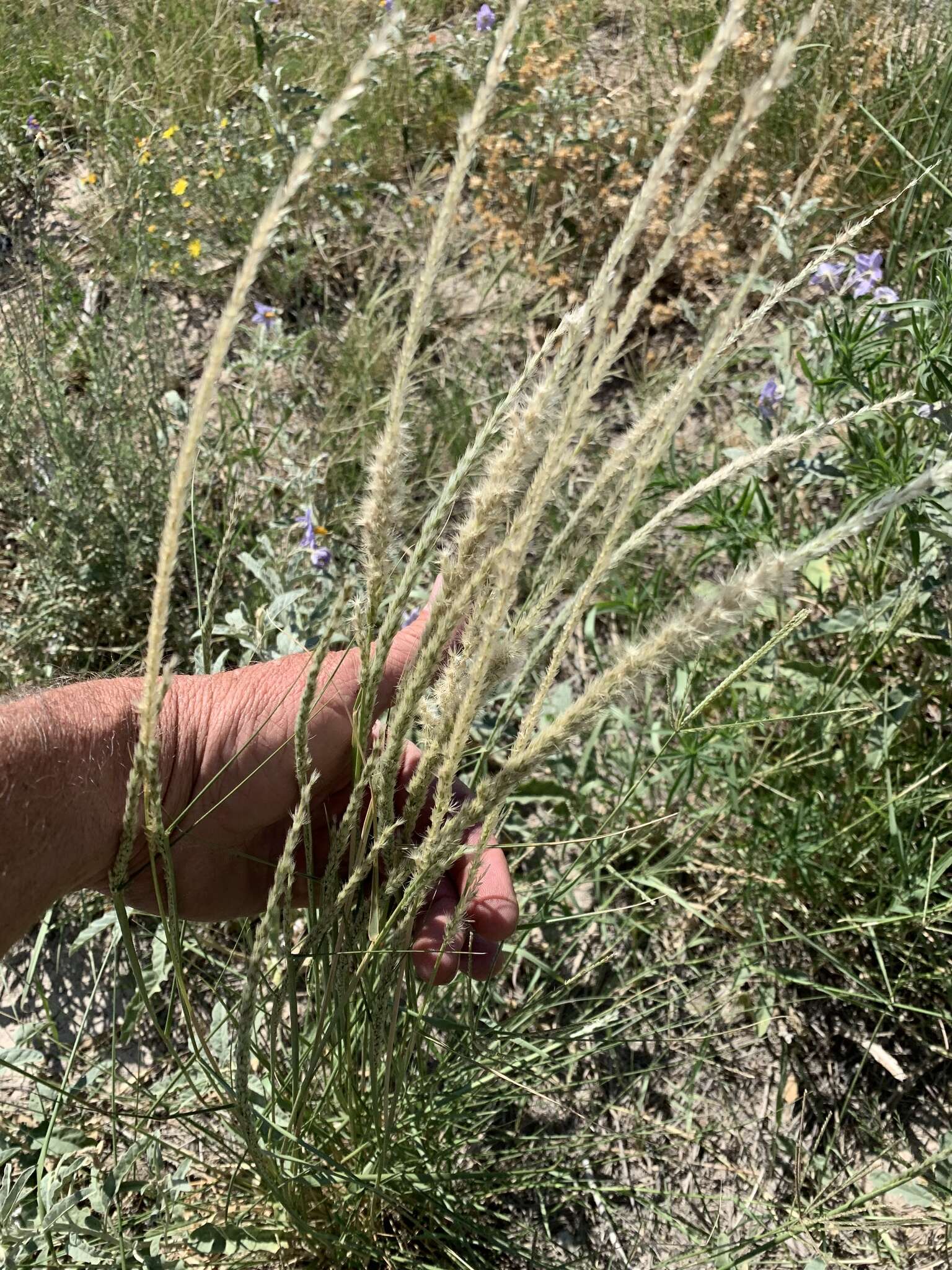 Image of pink pappusgrass