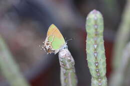 Image of Xami Hairstreak