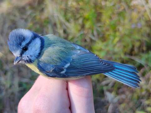 Image of Eurasian Blue Tit