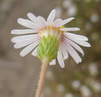 Image of Felicia hyssopifolia (Berg.) Nees