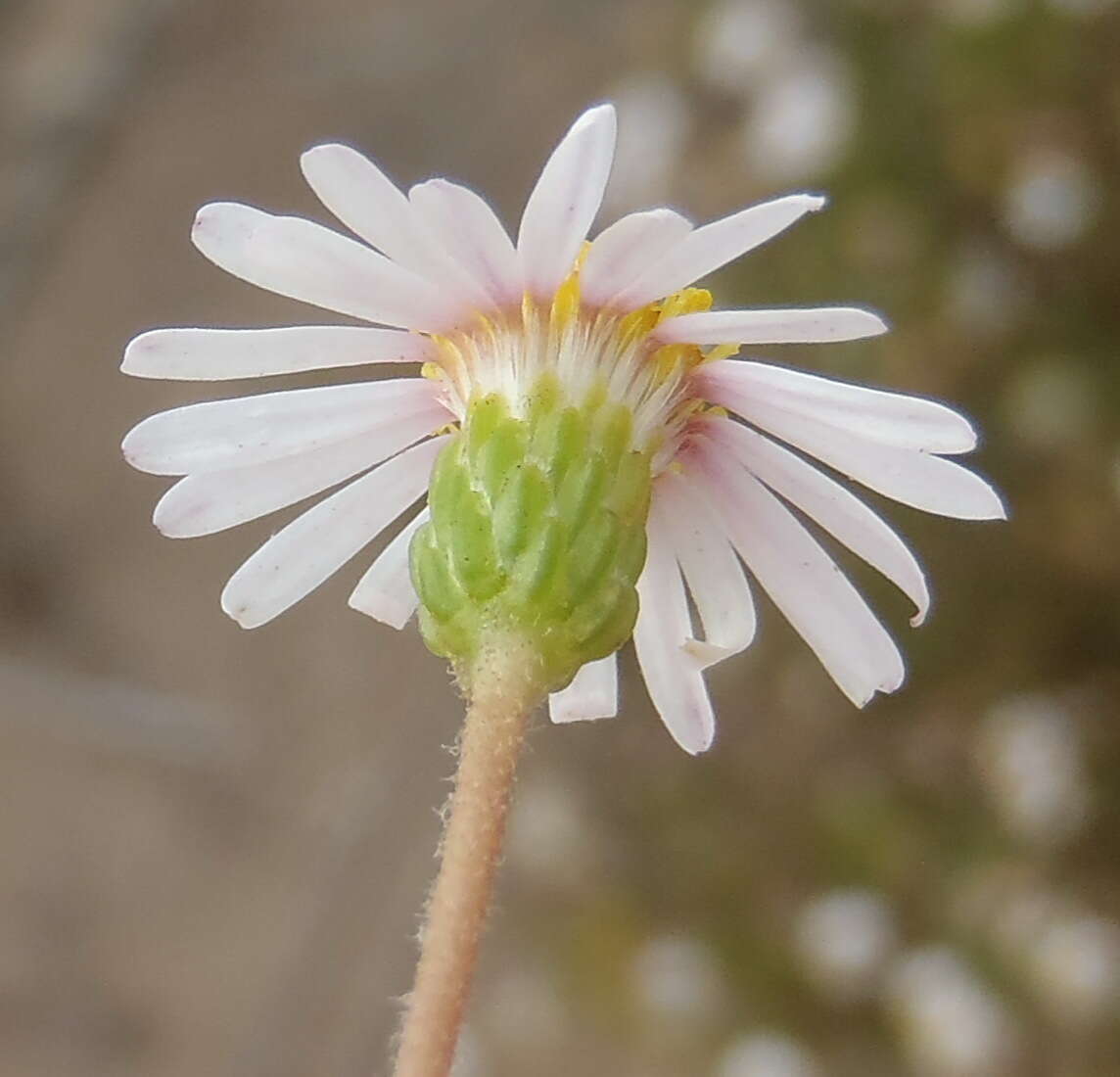 Felicia hyssopifolia (Berg.) Nees resmi