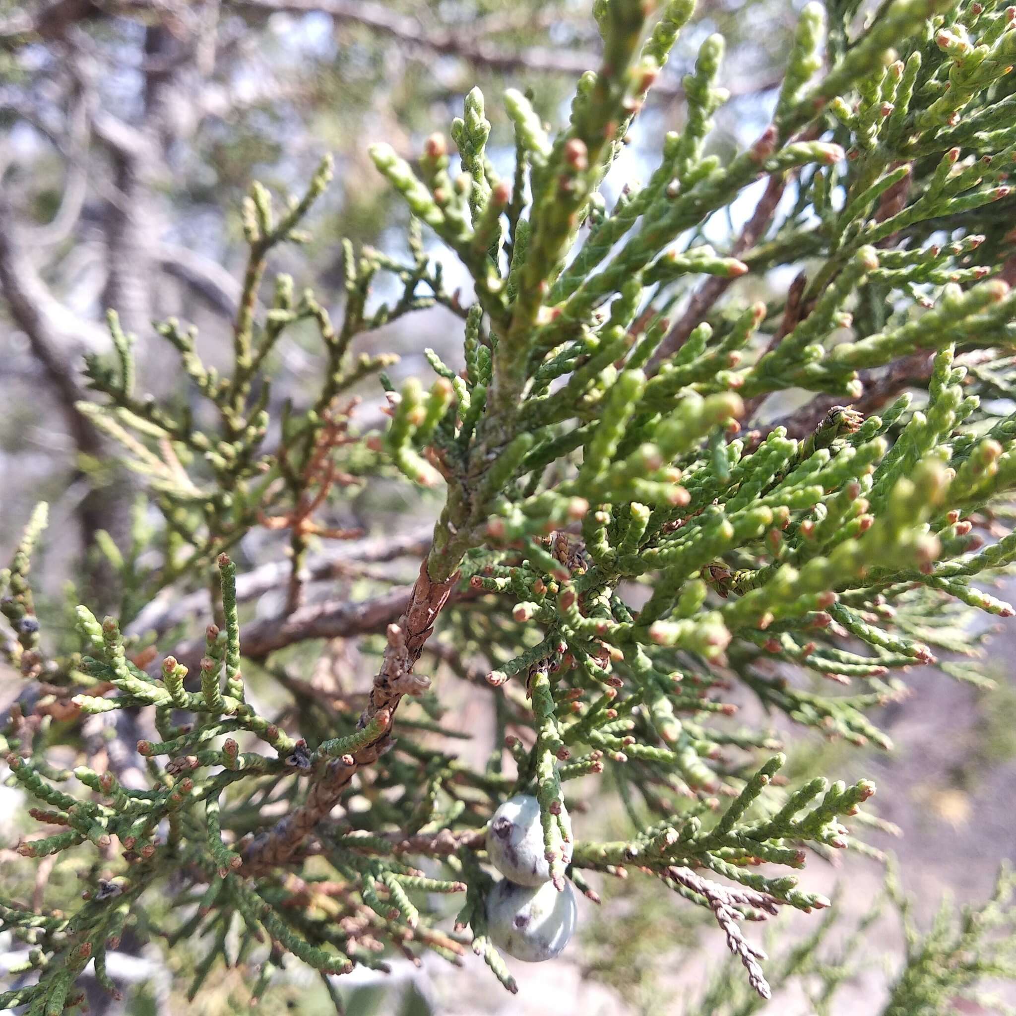 Juniperus deppeana var. deppeana的圖片