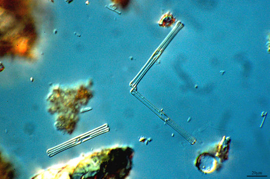 Image of <i>Tabellaria fenestrata</i>