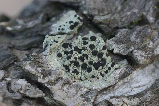 Image of disc lichen