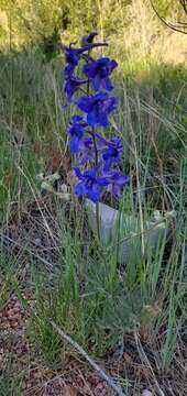 Image of Geyer's larkspur