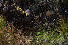 Tetraria bromoides (Lam.) H. Pfeiff. resmi