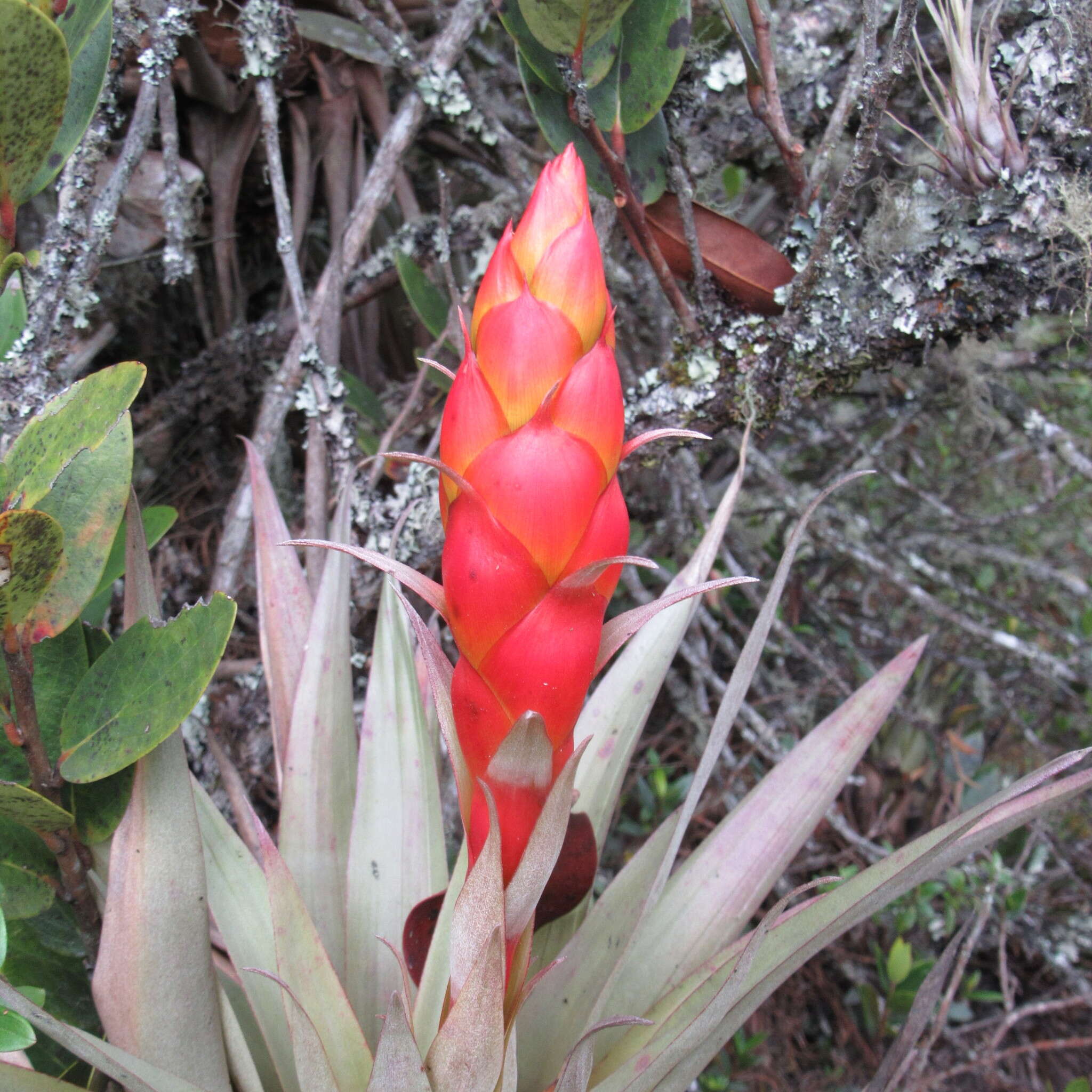 Tillandsia turneri Baker resmi