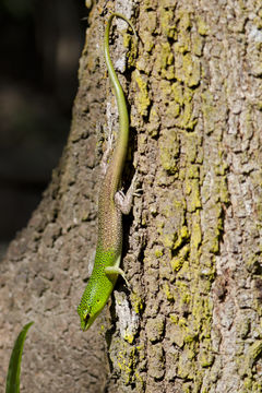 Image of Green Tree Skink