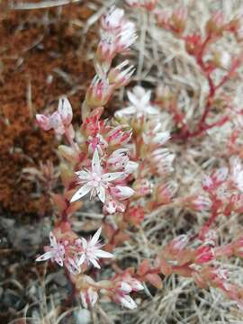 Image of Sedum arenarium Brot.