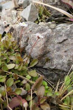 Image de Lagenophora pumila var. barkeri (Kirk) Simpson