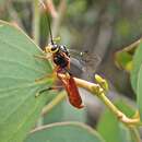 Image of Ankylophon obligatus Gauld 1984