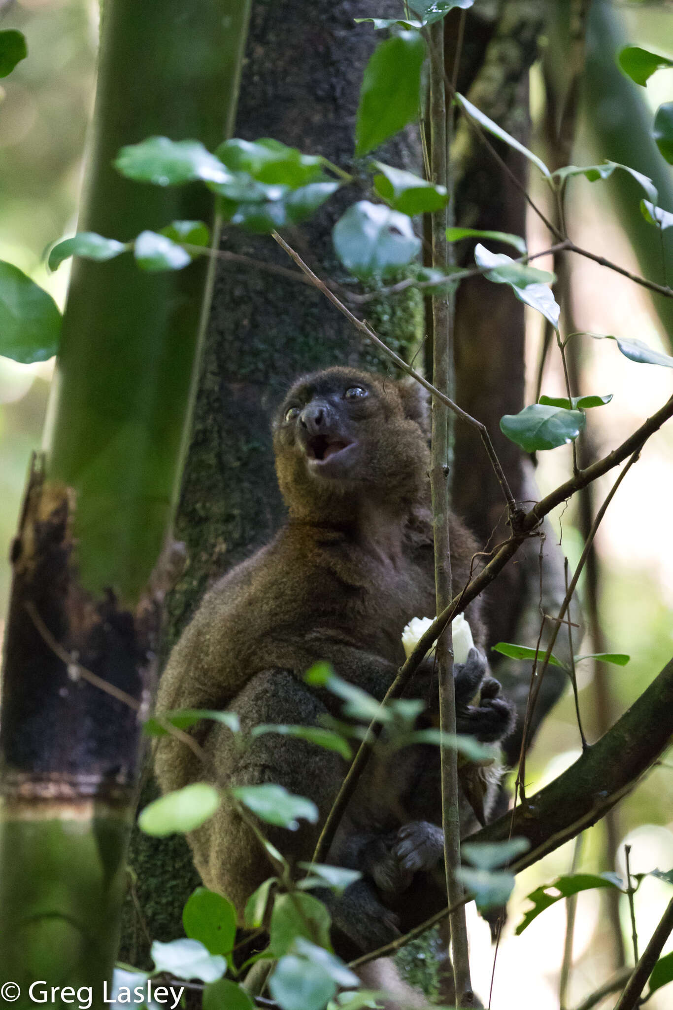 Image of Prolemur Gray 1870