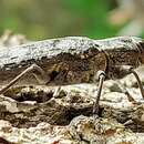 Image of Buprestidae