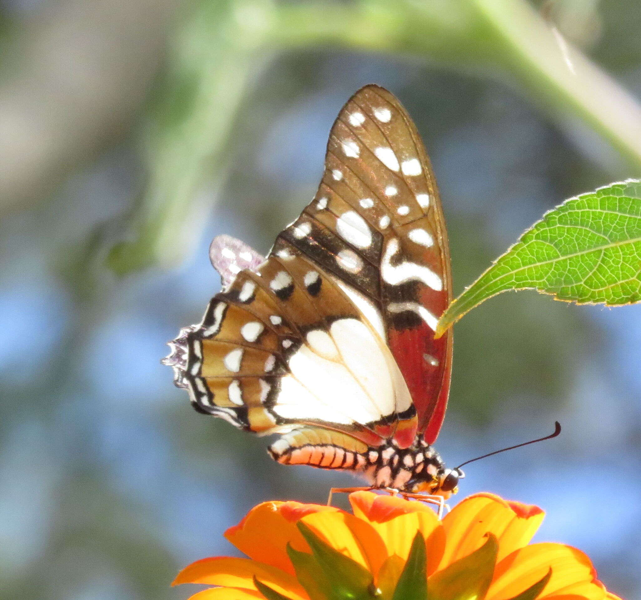 Image de <i>Graphium <i>angolanus</i></i> angolanus