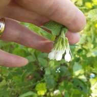 Слика од Symphytum anatolicum Boiss.