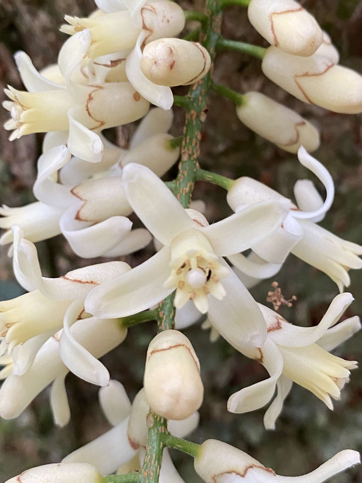 Слика од Dysoxylum parasiticum (Osbeck) Kosterm.