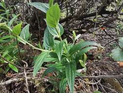 Слика од Lithospermum notatum (I. M. Johnst.) J. I. Cohen