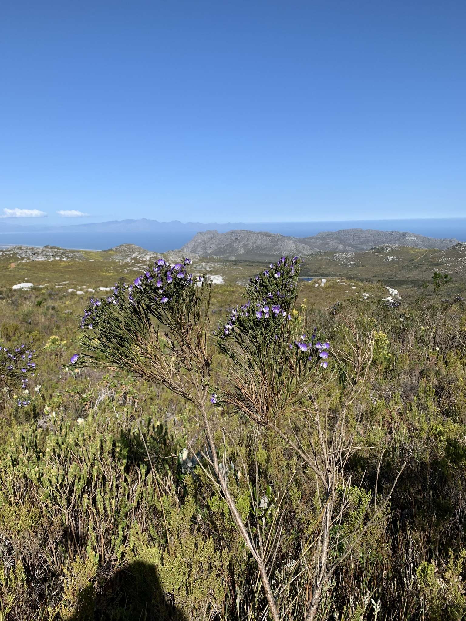 Image of <i>Psoralea congesta</i>